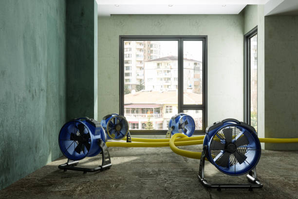 Best Mold removal after water damage  in Alturas, FL